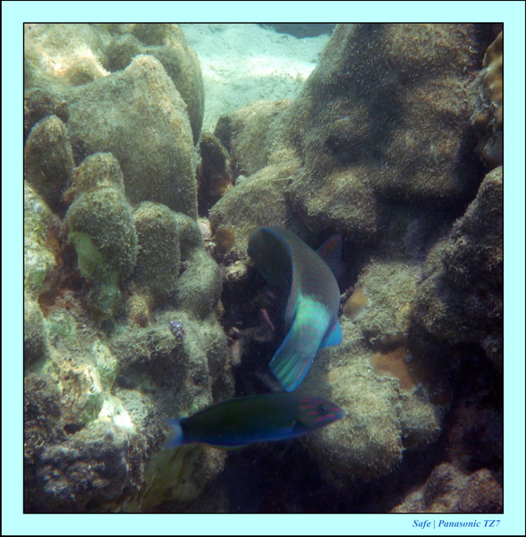 2011 - 03 - Koh Ngai 105